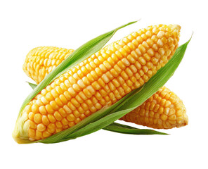 Two ears of yellow corn, close-up, with vibrant green leaves