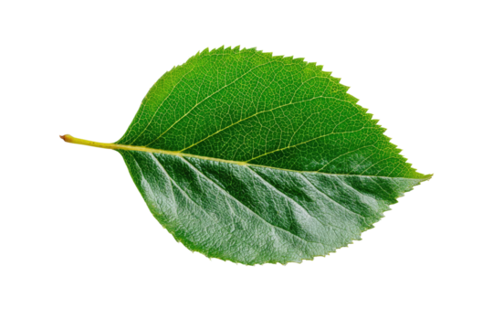 Close-up of a single vibrant green leaf.  The leaf has a slightly serrated edge and visible veins.  A stem attaches to the leaf's base.  Black background