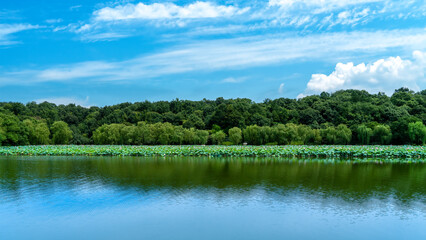 Serene lake with lush green trees and clear blue sky
