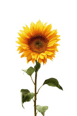 Obraz premium Single sunflower against black background. Bright yellow petals, dark center disc, green leaves, long stem. Detailed image