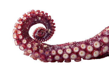 Close-up of an octopus's spiral-shaped, textured tentacle.  Dark red,  light pink suckers dot the tentacle.  The background is pure black