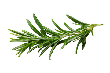 Fototapeta premium Fresh green rosemary herb sprig, perfect for culinary and DIY purposes, showcasing vibrant and aromatic foliage.