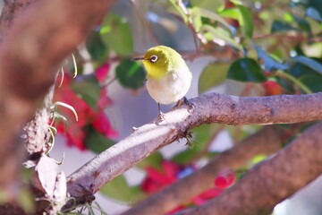 枝にとまる可愛いメジロ