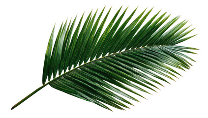 Obraz premium Close-up of a vibrant green palm frond