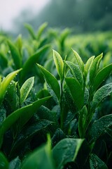 Obraz premium fresh mint leaves