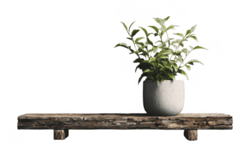 Green leafy plant in white pot placed on rustic wooden shelf isolated on black background