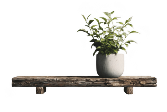 Green leafy plant in white pot placed on rustic wooden shelf isolated on black background