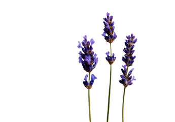 Obraz premium Close-up of three lavender sprigs against a black backdrop. Deep purple flowers clustered at the top of stems, with light green stems