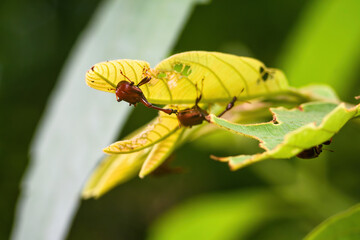 Giraffe Weevil Beetle insects on the leaf in real nature in Thailand
