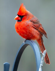 cardinal on a branch