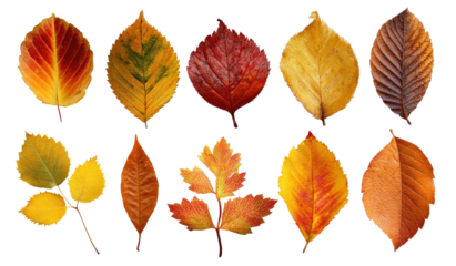 Autumn leaves, various colors and shapes, isolated on black