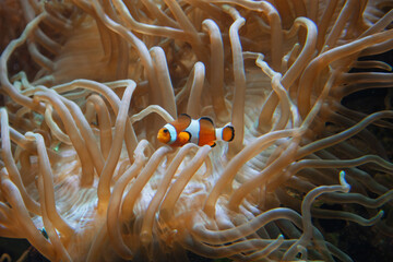 clown fish in anemone
