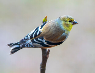 blue tit on a branch