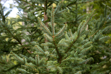fir tree branches