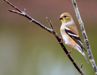 finch on a branch