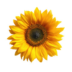Fototapeta premium Close-up of a vibrant sunflower, bright yellow petals, dark center