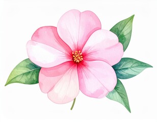 Obraz premium Delicate watercolor illustration of a light pink impatiens flower on white backdrop