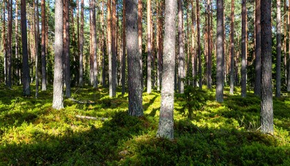 Fototapeta premium Sunny forest floor with tall pine trees