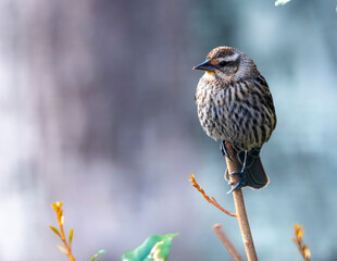 sparrow on a branch