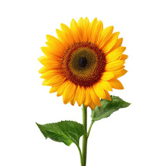 Obraz premium Close-up of a vibrant sunflower against a black background. The flower is bright yellow with a dark brown center and green leaves. A single stem rises from the dark background