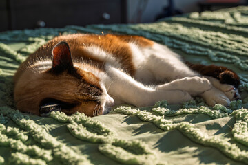 A young Snowshoe Siamese cat sleeps comfortably on a bed inside a bedroom as sunlight comes through a window
