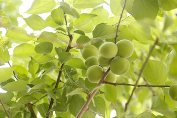 木になる青梅 / Green Plums on Tree