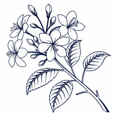 black and white clerodendrum ugandense
