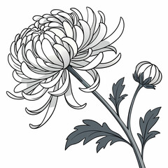 seamless pattern with chrysanthemum white