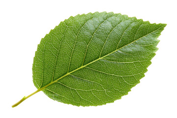 Close-up of a vibrant green leaf, showcasing intricate veins and a serrated edge