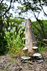 エノコログサと枯れた木