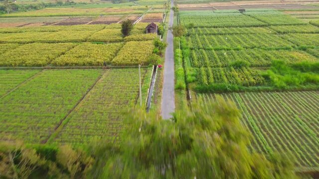 Aerial Tracking Shot of Countryside Road with Paddy Fields