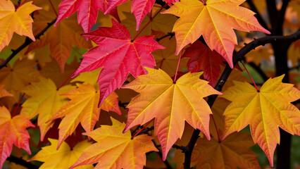 An image of fall leaves in vibrant colors, representing the autumn season associated with Thanksgiving.