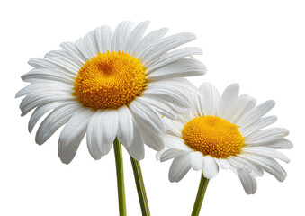 Fototapeta premium Two white daisies with yellow centers, close-up against a black background