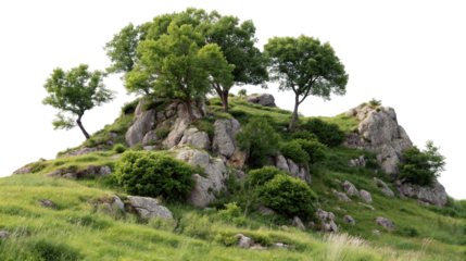 Lush green hillside with trees and rocks in tranquil landscape scene for nature backgrounds