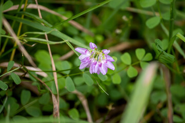 wild purple flower
