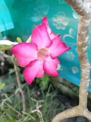 pink hibiscus flower