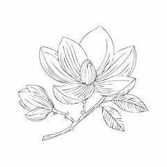 Line art drawing of magnolia branch with blossoms, leaves, and subtle strokes