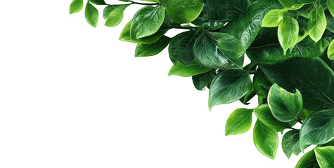 Lush green leaves frame a black background (1)