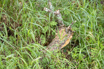 A log in the tall grass