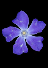 violet flower isolated on black