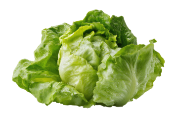 Fresh, vibrant head of crisp, green lettuce