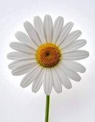 A close-up of a single, pristine white daisy, showcasing delicate petals and a vibrant yellow center, against a plain white background.