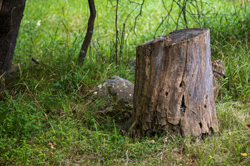 A tree stump in the grass