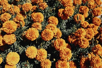 Dense cluster of vibrant orange marigolds in full bloom