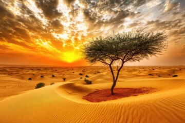 Solitary tree in desert at sunset
