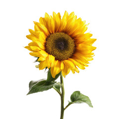 Close-up of a vibrant sunflower.  Bright yellow petals radiate outward from a dark brown center.  Green leaves accentuate the stem.  Studio shot on a black background