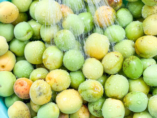 水に浸した青梅 / Green Plums Washed in Water