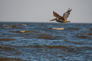 pelican in flight