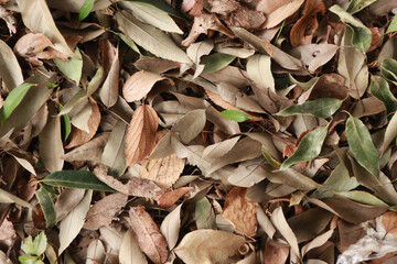 地面に積もった落ち葉 / Fallen Leaves on the Ground