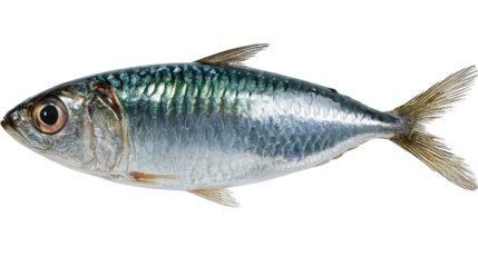Fresh Sardine Fish isolated on a Transparent or white Background